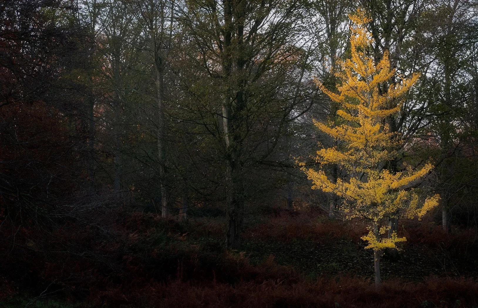 A splash of autumn colour - Richard Courridge