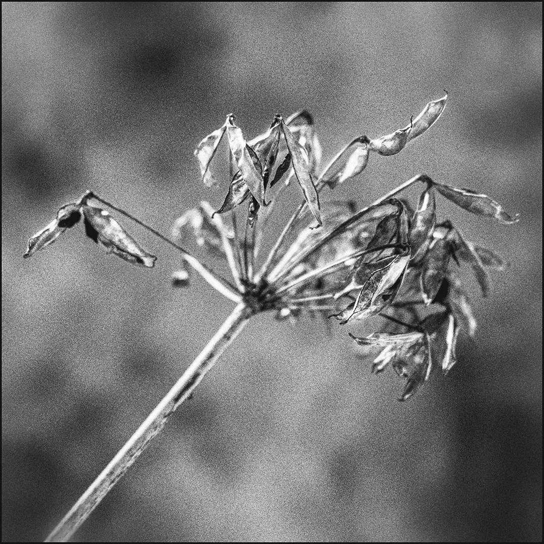 Agapanthus Seedhead - Gillian Denny