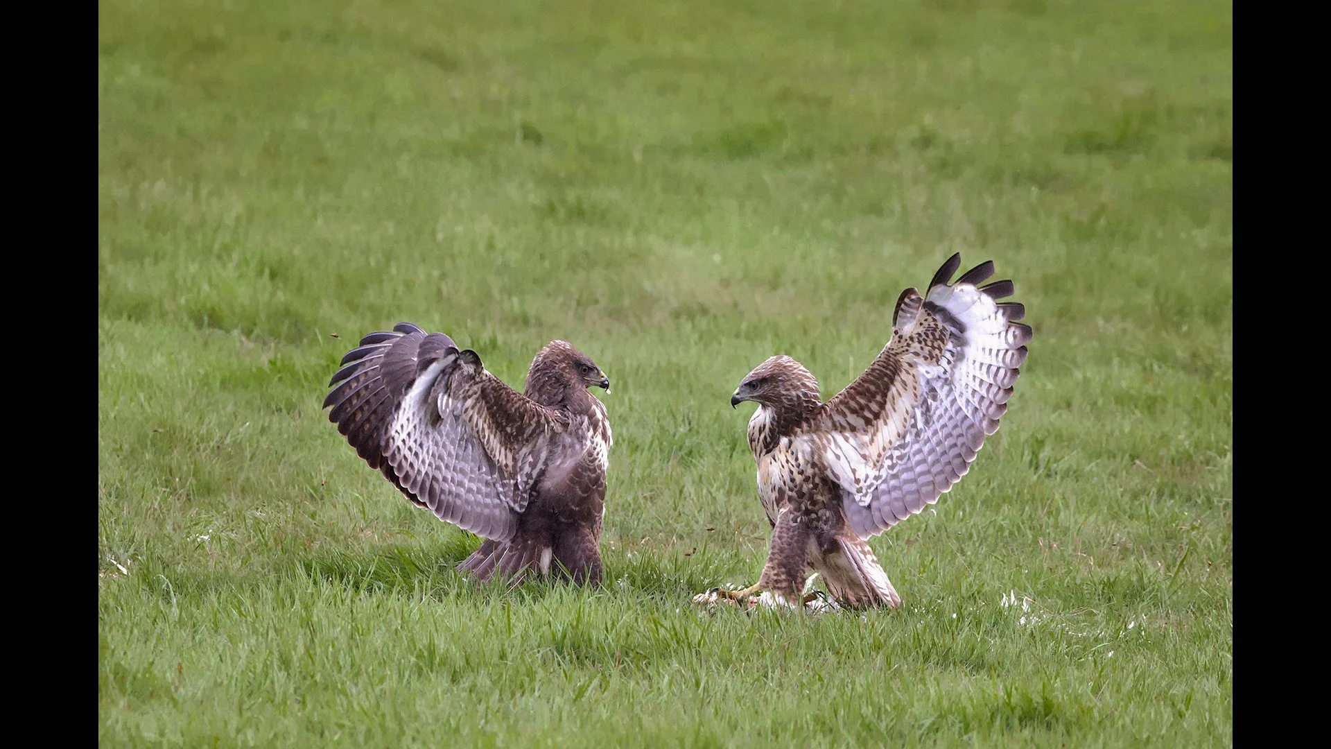 Stand off - John Tallowin