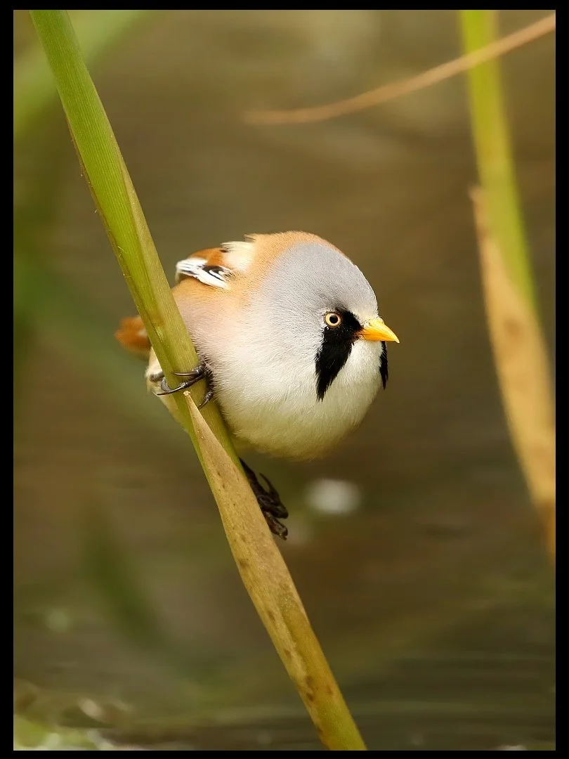 A Very Dapper Reedling Steve Holmes