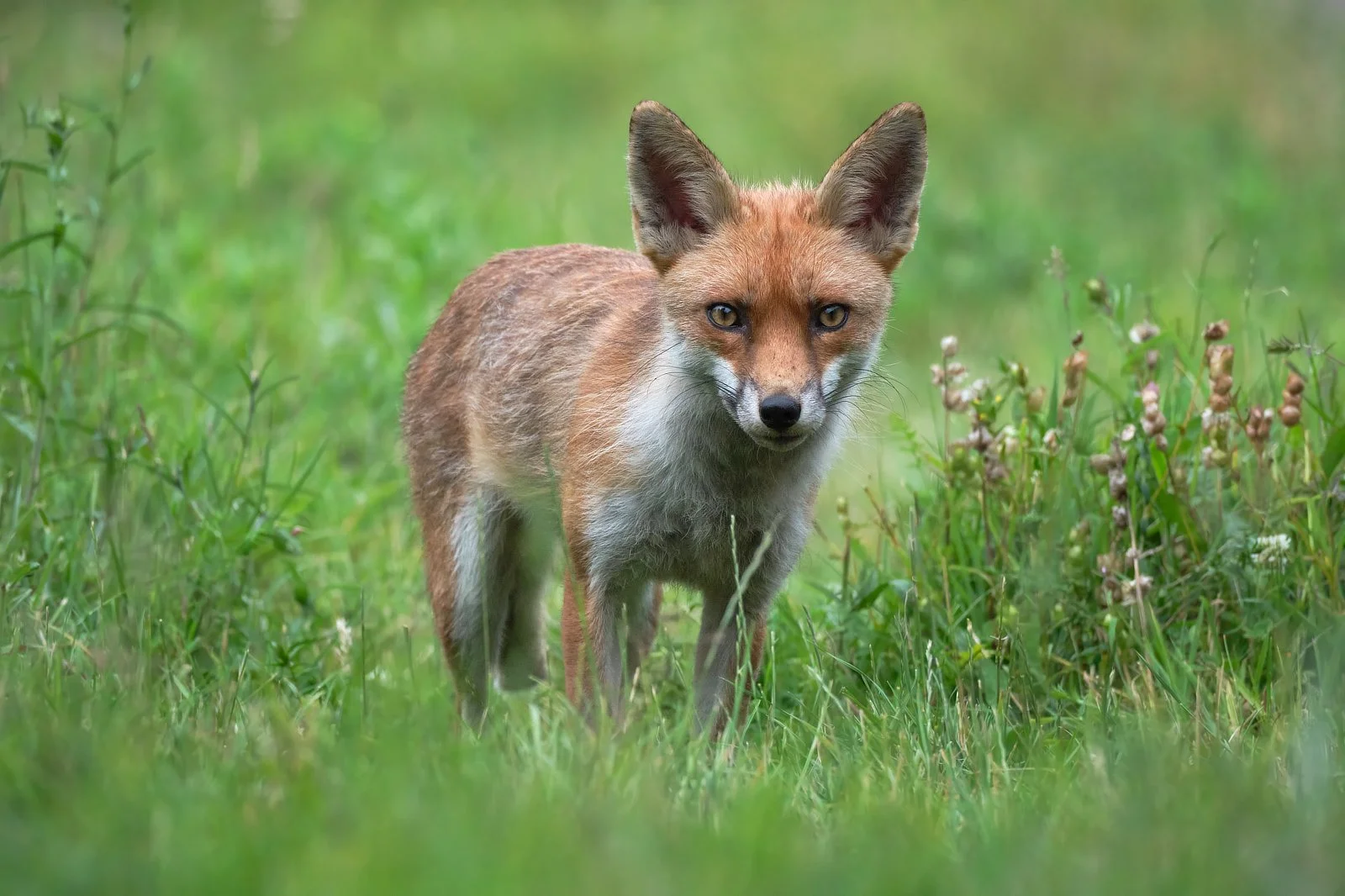 Image 2 Sue Evans ARPS/CPAGB/LSINWP/BPE1