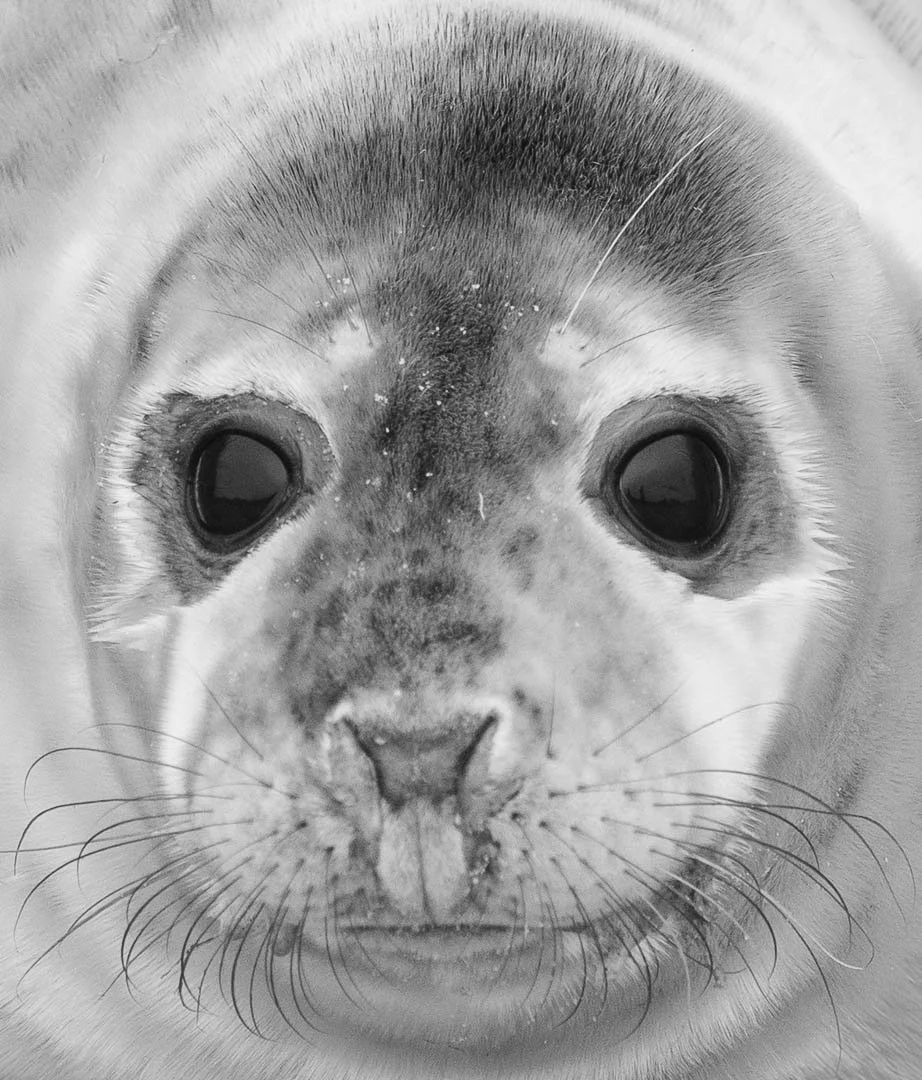 Look into my Eyes - WINNER - Debbie Flowerdew