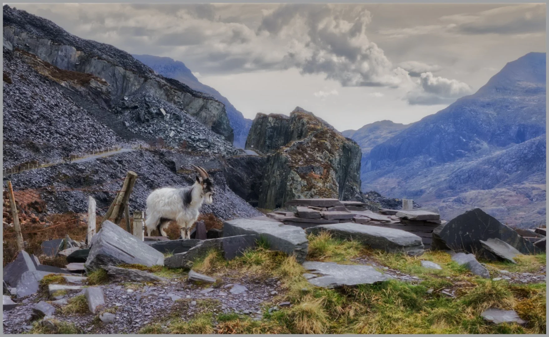 3rd Wild Goat Gillian Denny