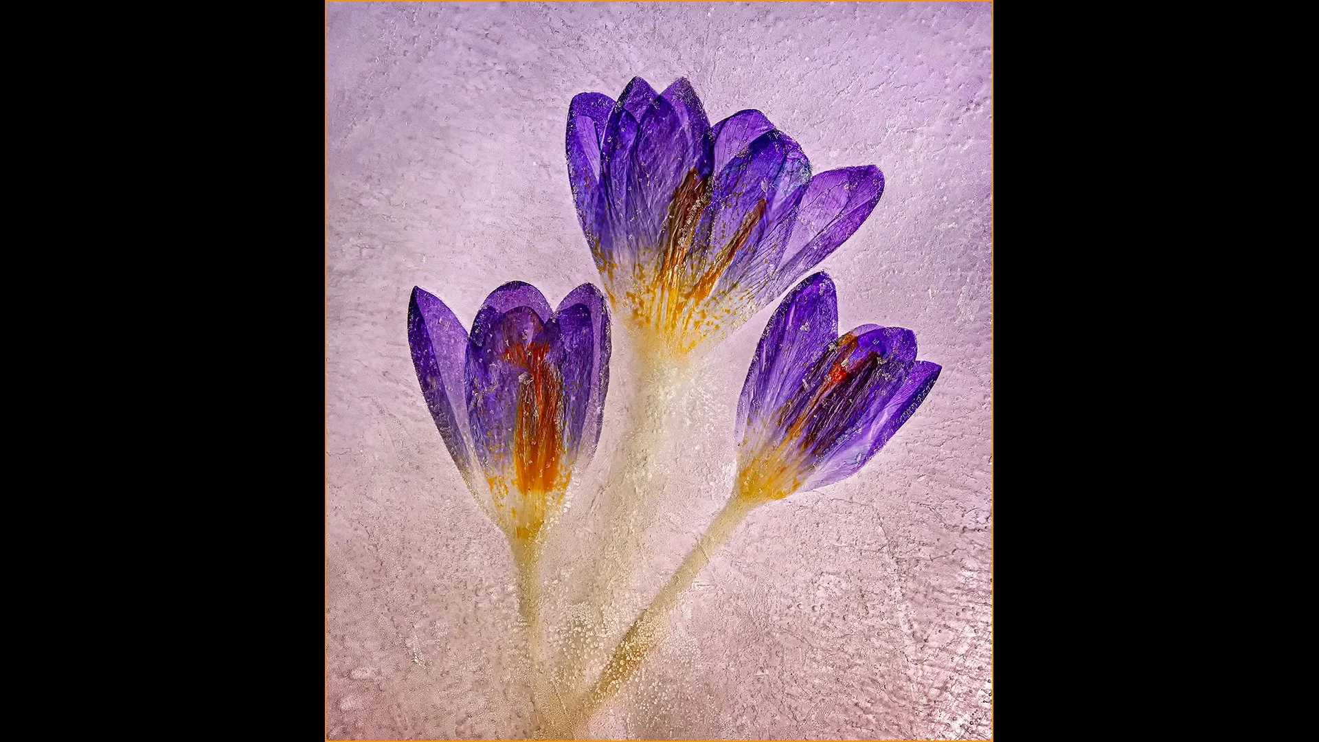 Frozen Crocus - WINNER - Paul Colella
