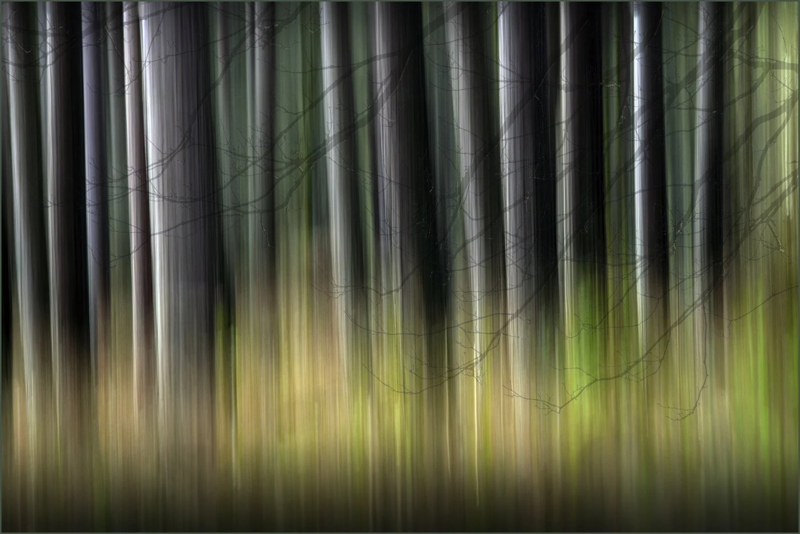 Woodland Fantasy - Steve Knight