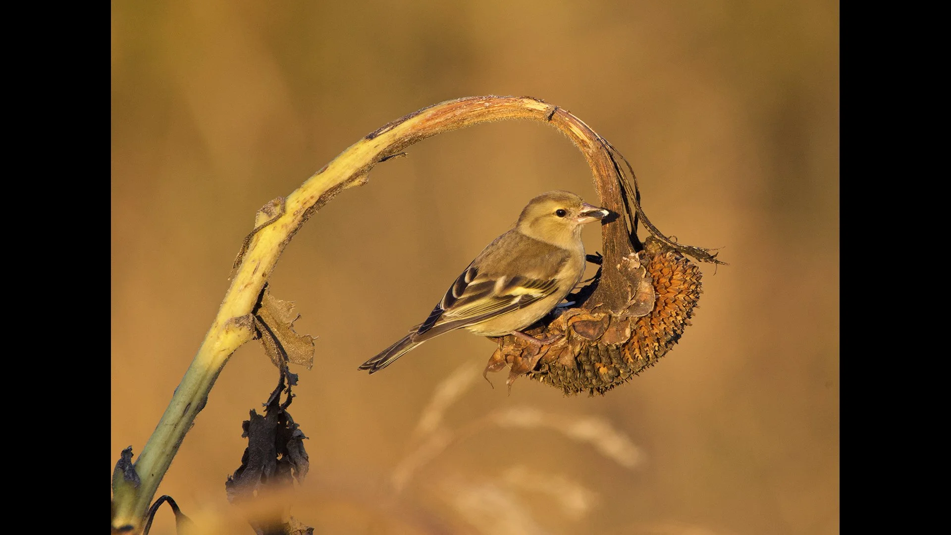 Feeding Finch - John Tallowin