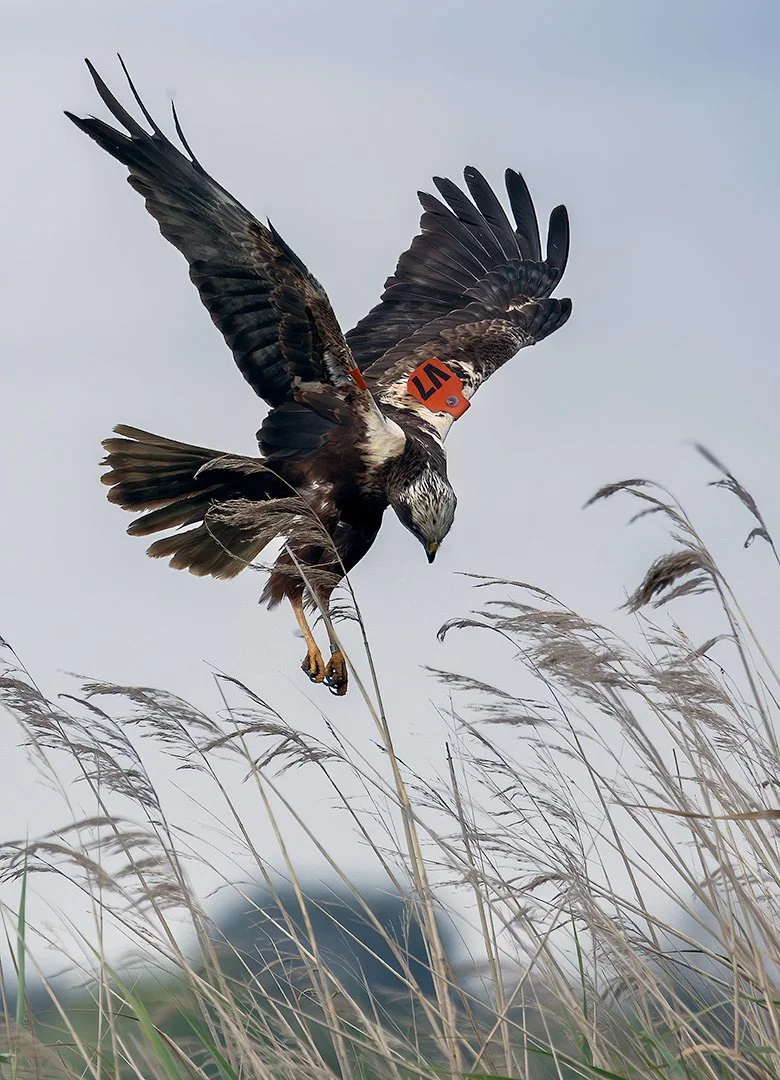 Spotting Lunch Debbie Flowerdew