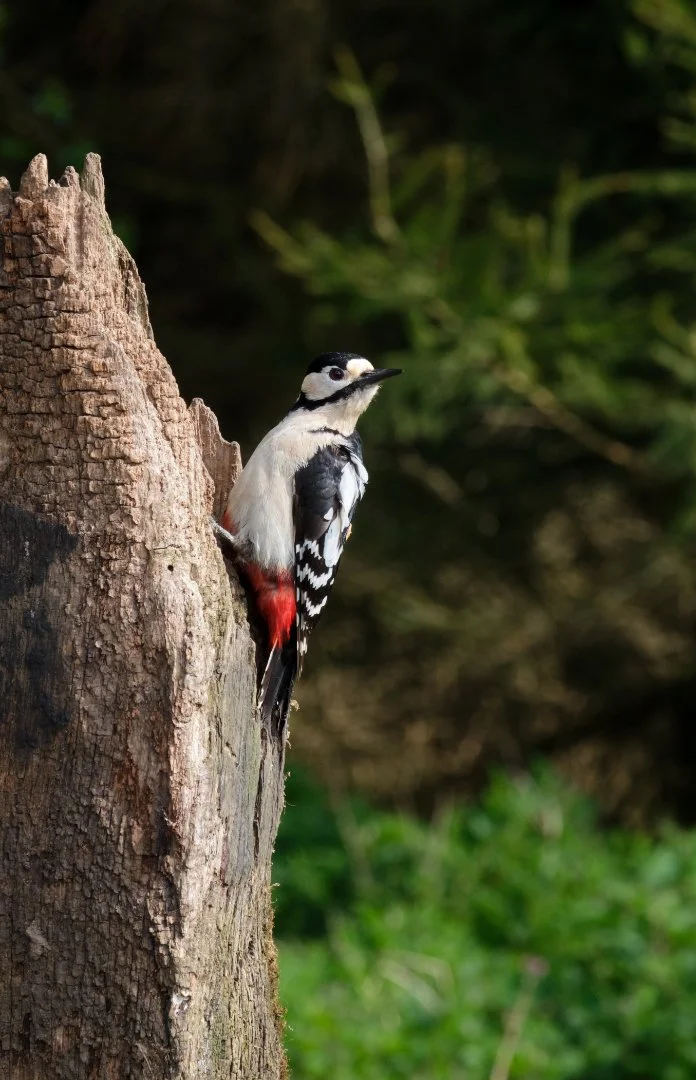 Male woodpecker - Sue Evans