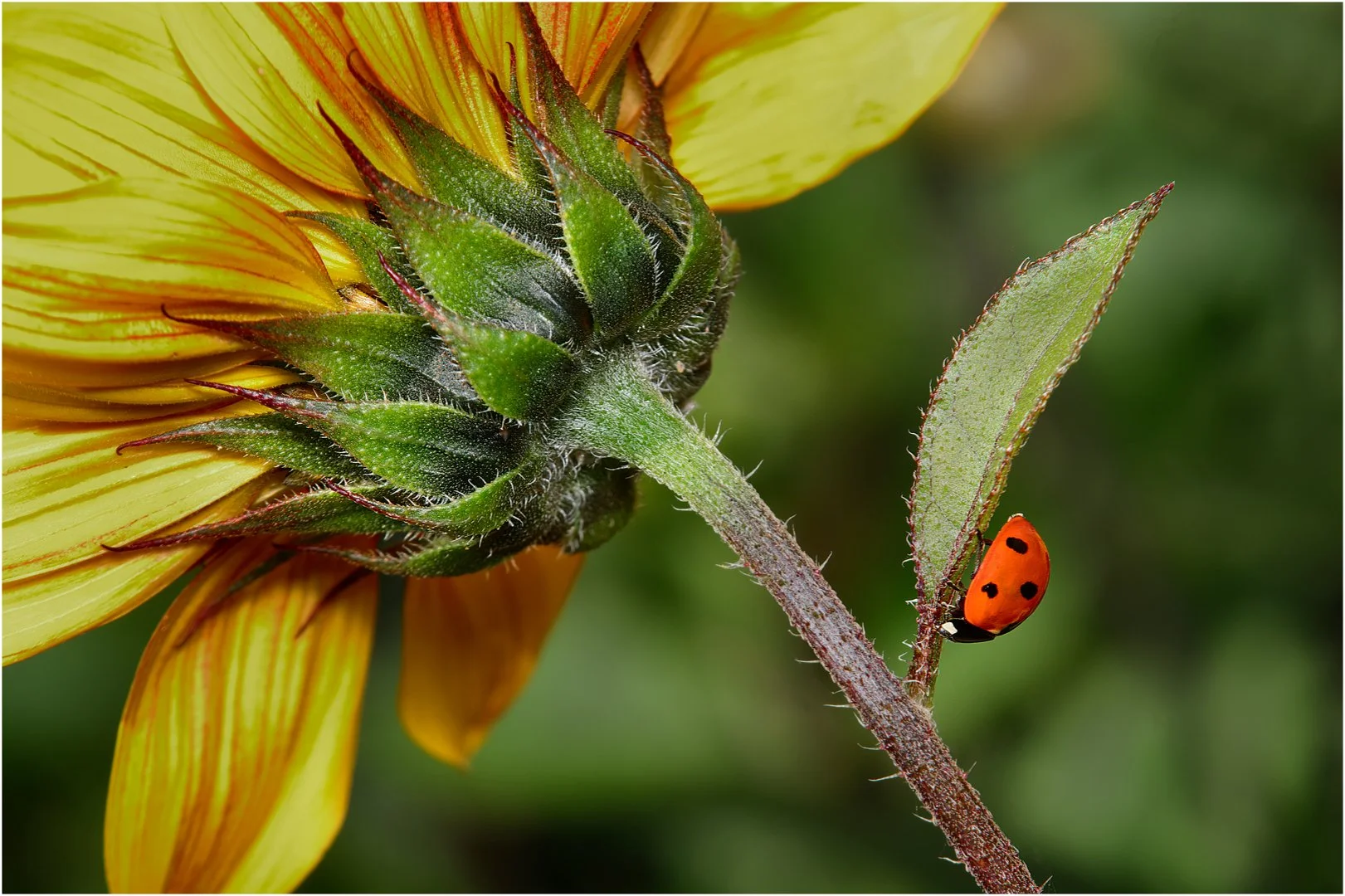 Ladybird on sunflower - 2nd RUNNER UP - David Cowling