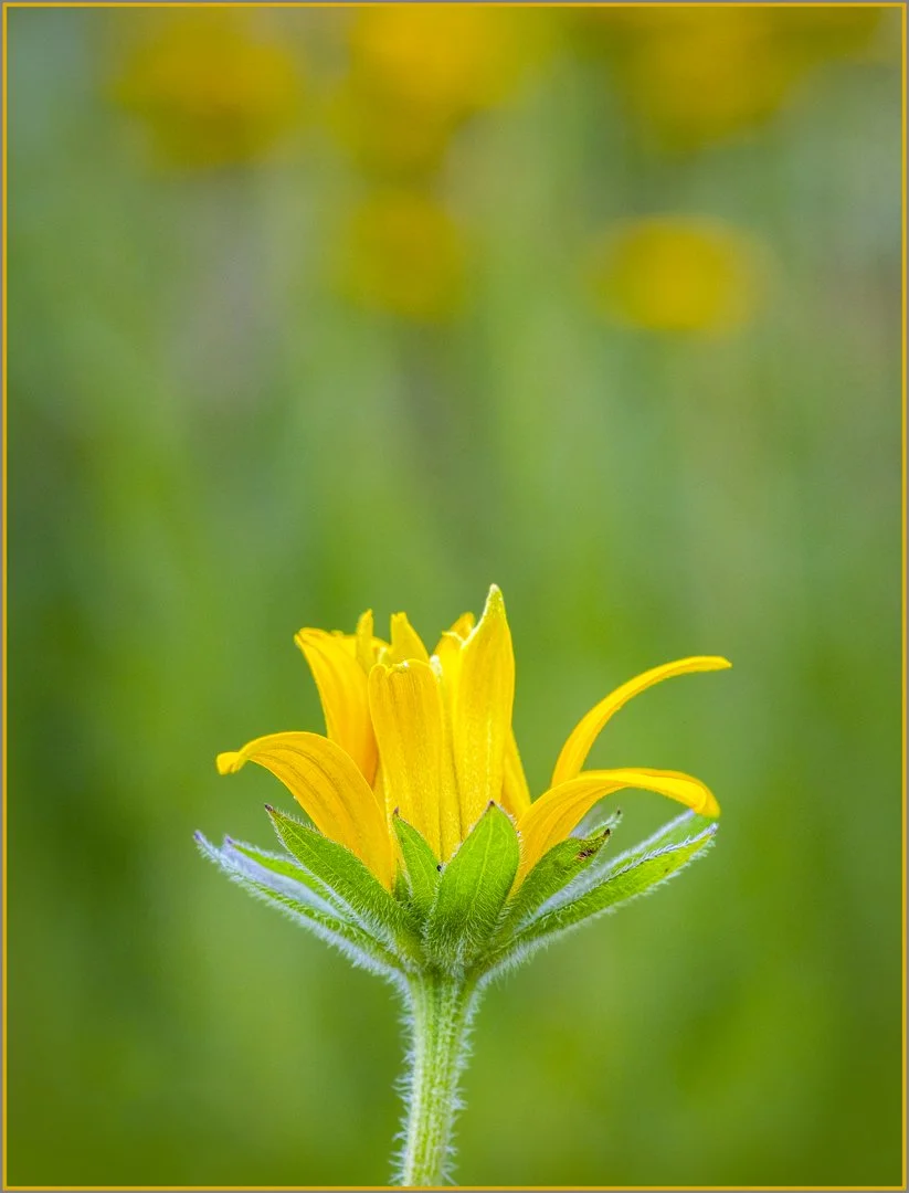 Opening beauty - Gillian Denny