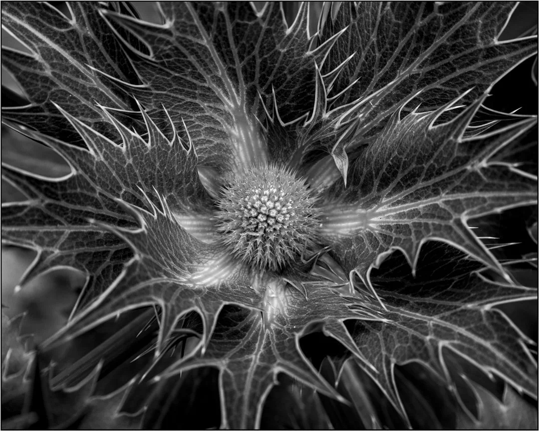 Thistlemania - Teresa Chaundy Brain