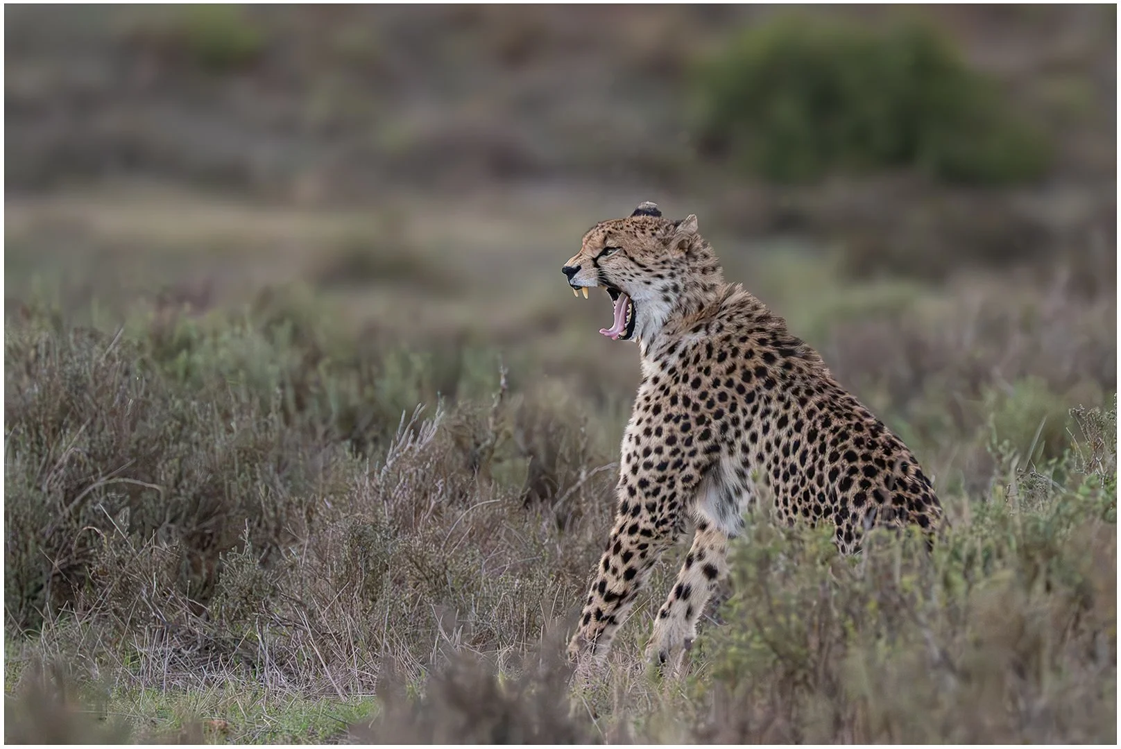 Call Of The Wild Sandy Cowley LSINWP