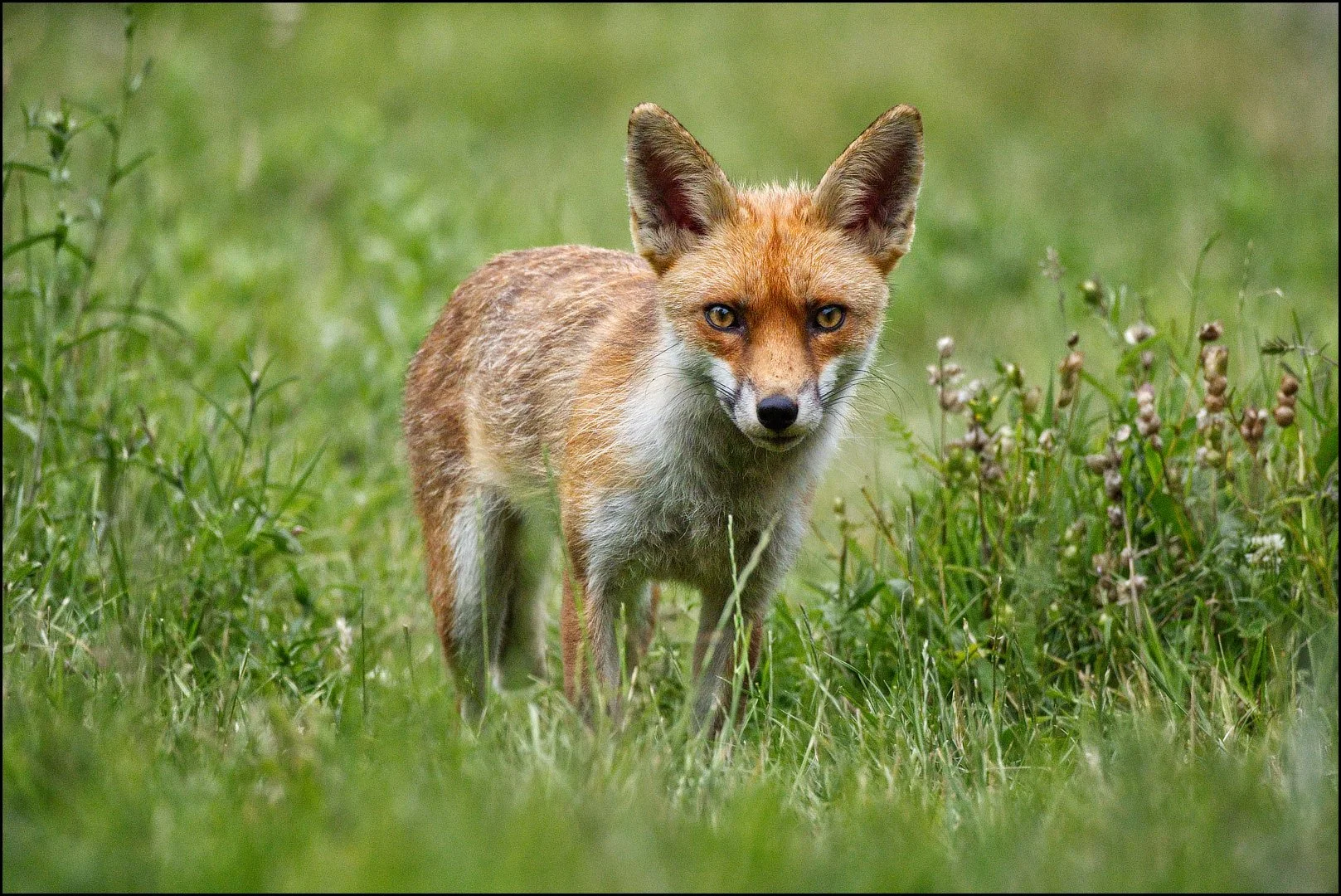 The Fox - RUNNER UP - Sue Evans ARPS CPAGB