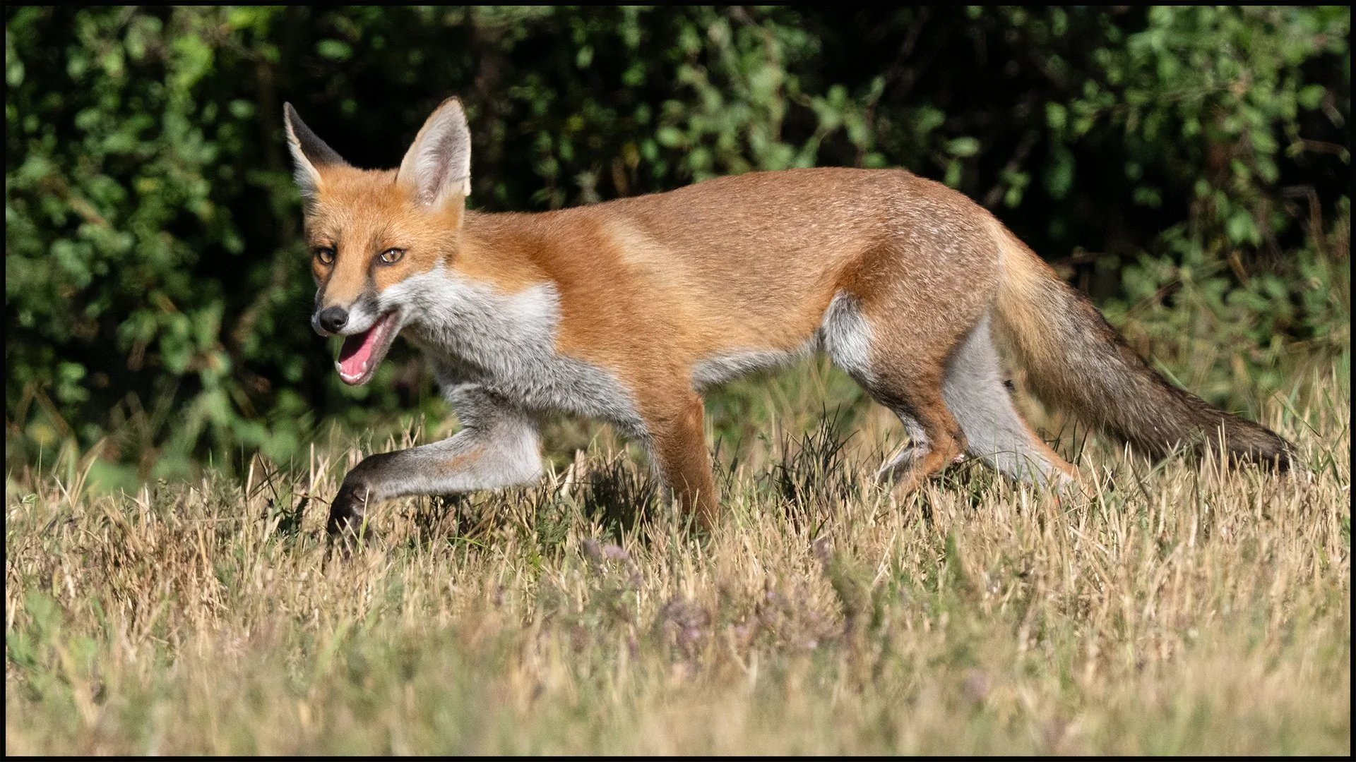 Wiley Mr Fox Sandy Cowley ASINWP