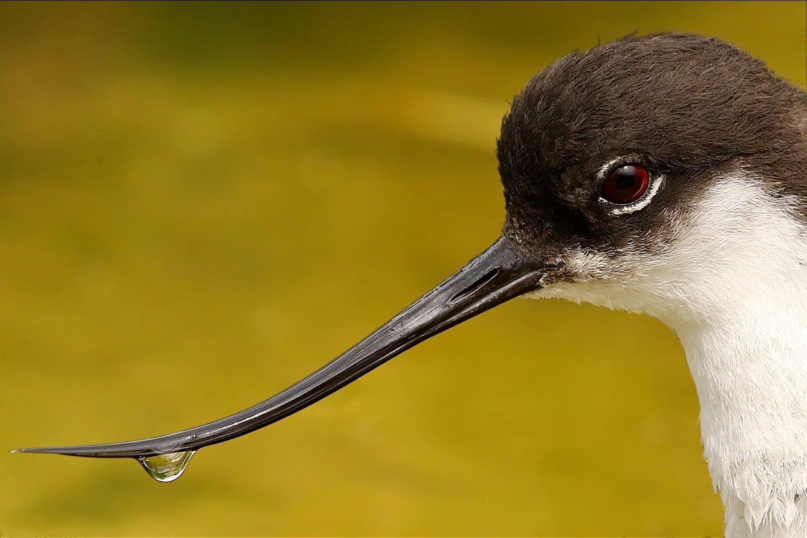 A Droplets Fragile Embrace Steve Holmes