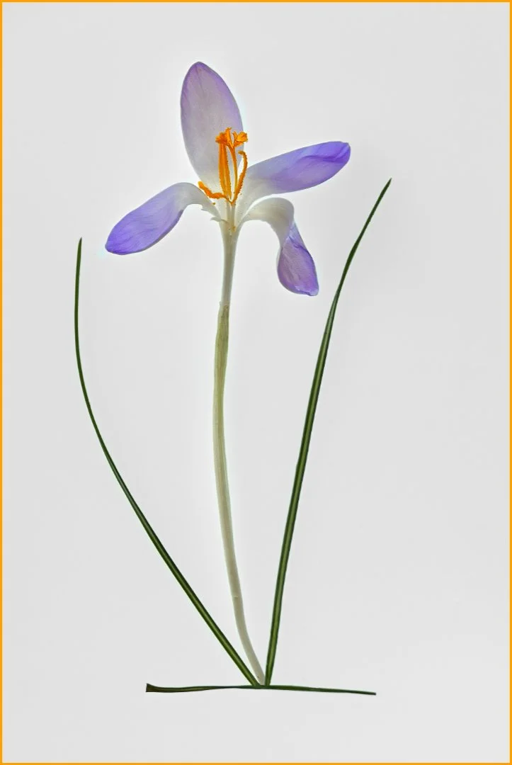 Saffronn - WINNER - David Cowling