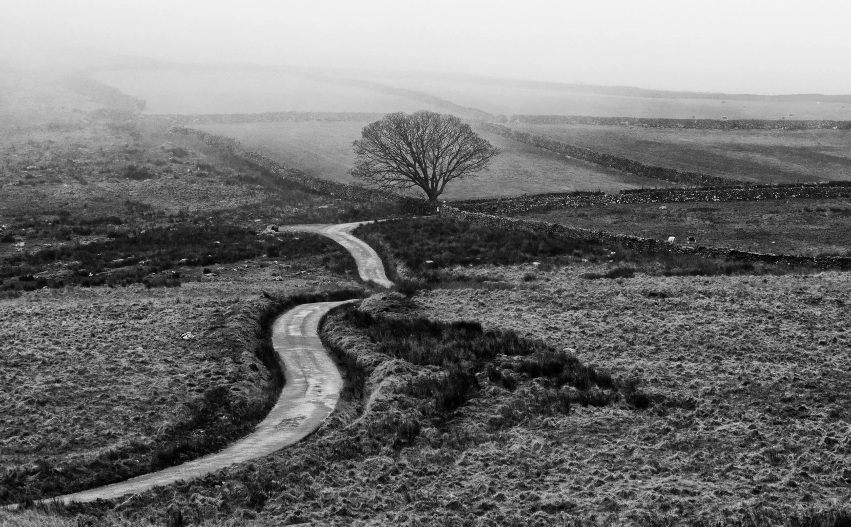 Misty Morning over Birkett Fell - WINNER - Sue Evans ARPS