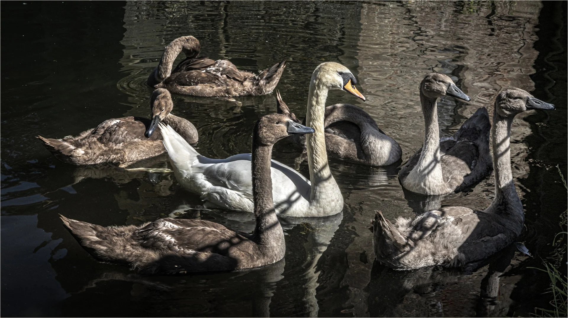 The family - Teresa Chaundy Brain