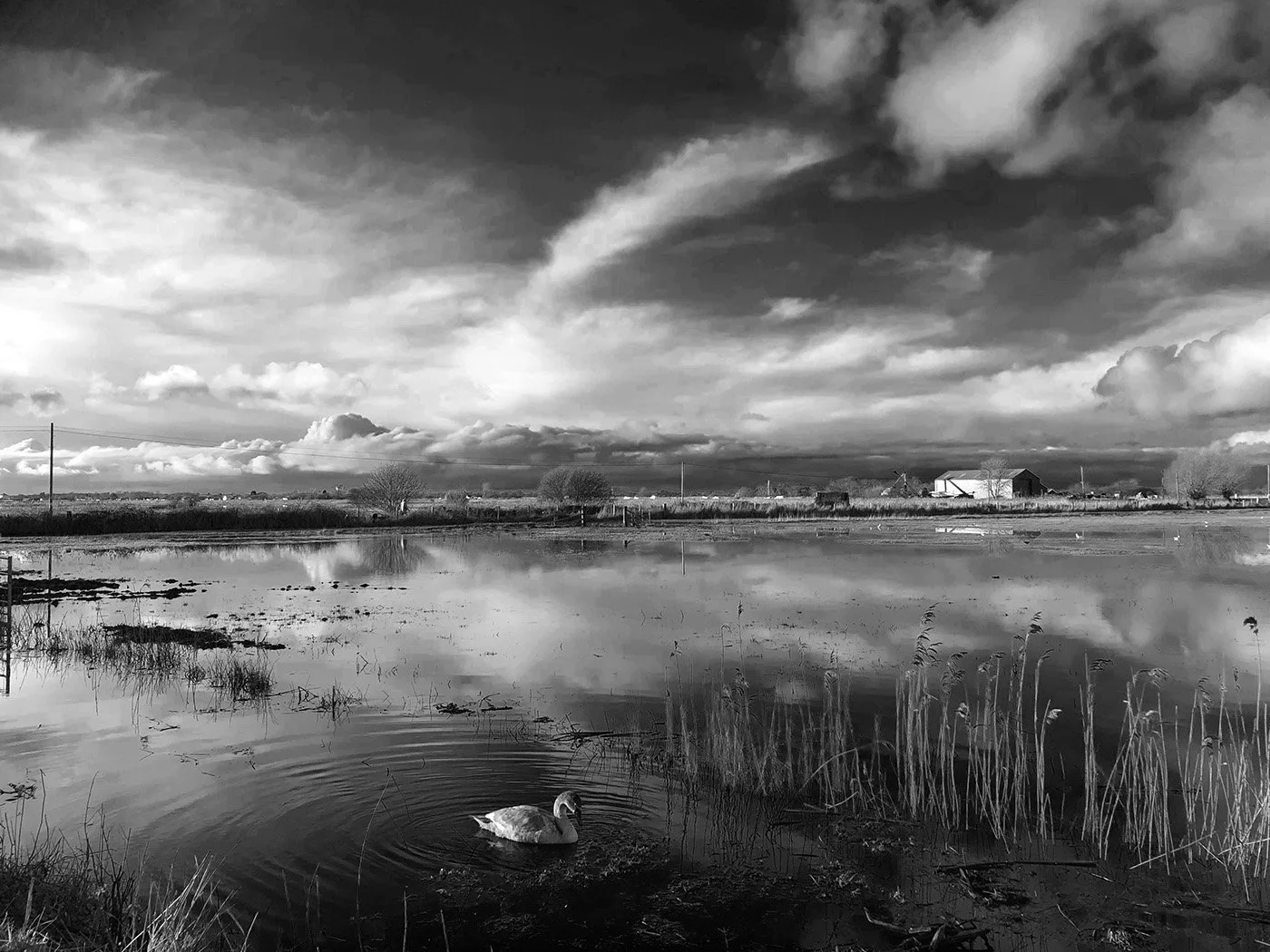 The lonely swan and the sky - WINNER - Richard Courridge