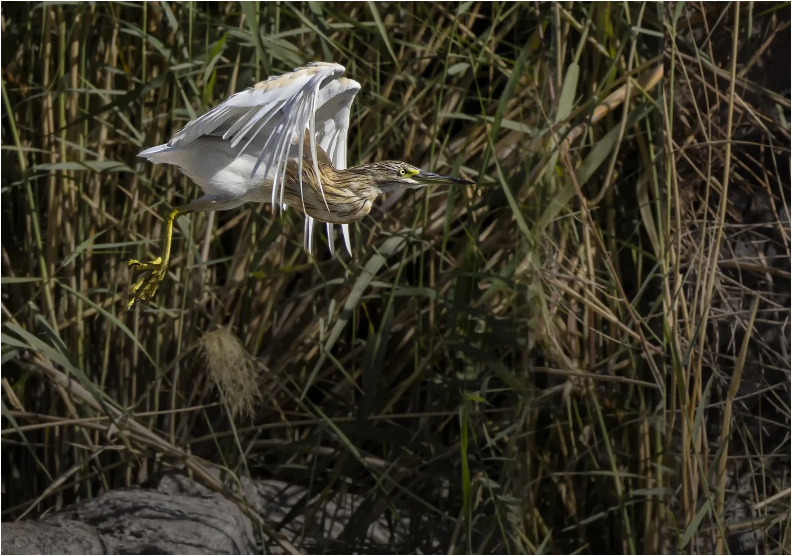 Bittern in flight - Steve Knight