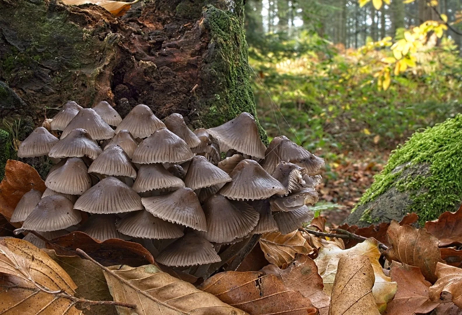 Woodland Fungi Laurence Kothari