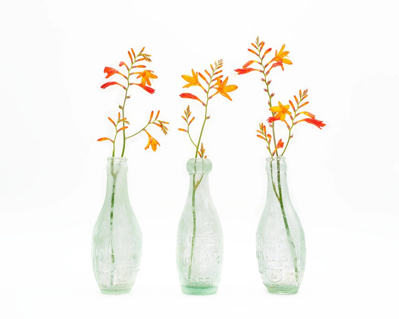 Winner Crocosmia Sue Evans ARPS/CPAGB/LSINWP/BPE1
