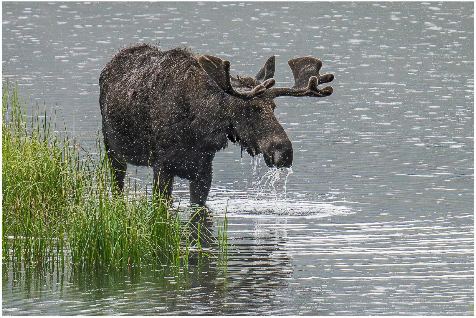 Moose in the rain - PI 2nd RUNNER UP - Sandy Cowley