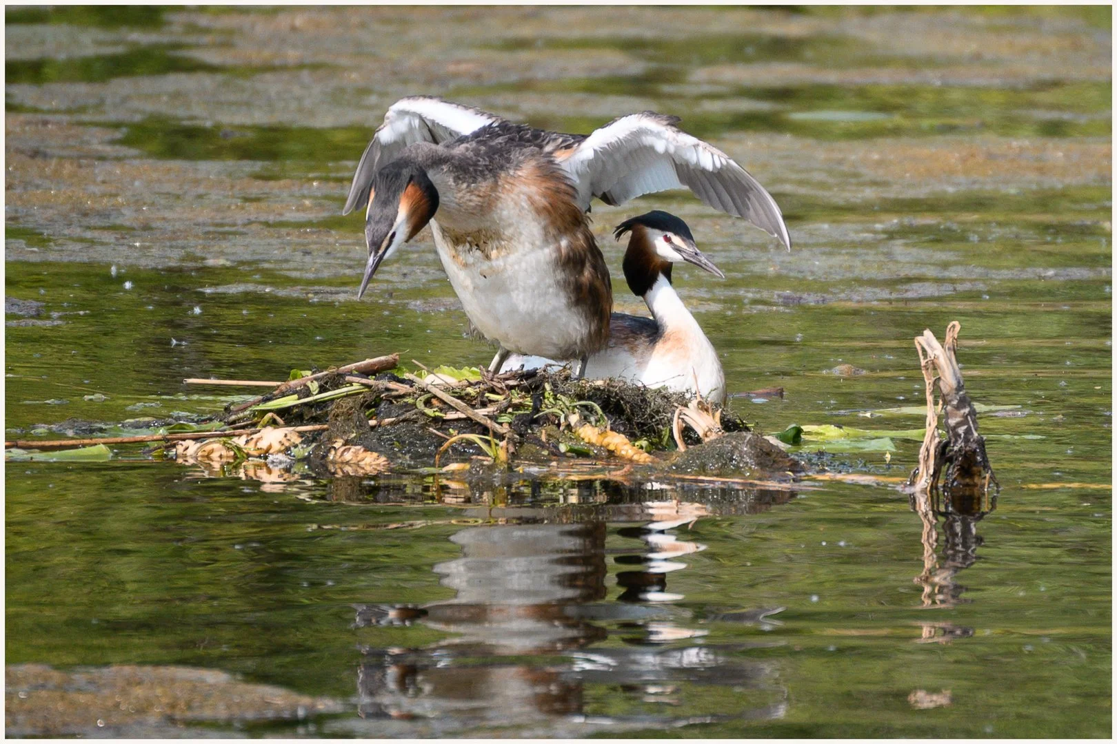 Grebe Nest Change Over Time. Jennie Mursell LRPS