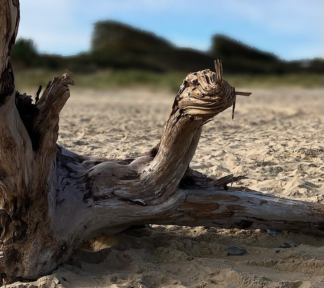 Sea Serpent Peter Nicholls