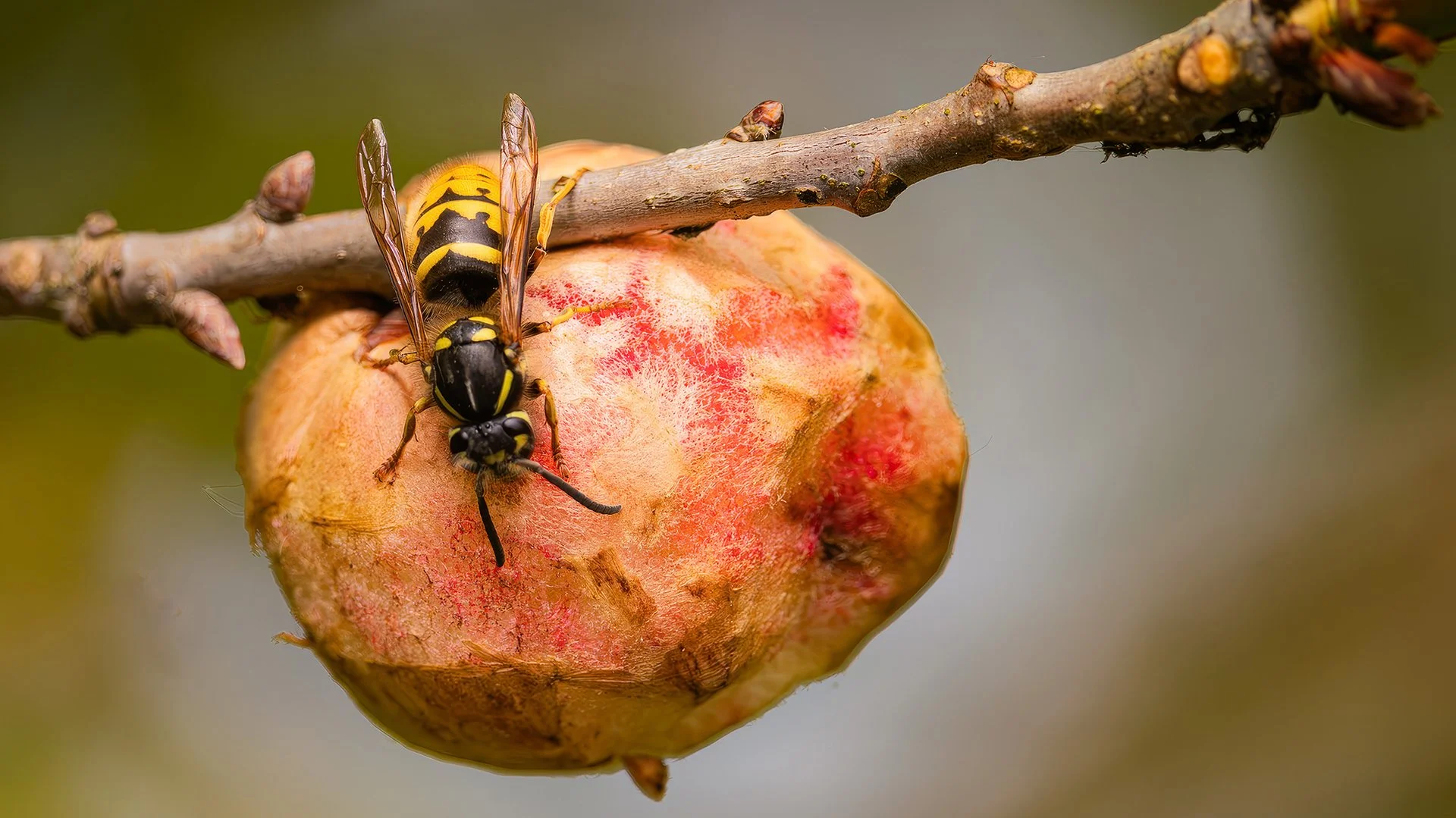 The Hungry Wasp. John Tallowin