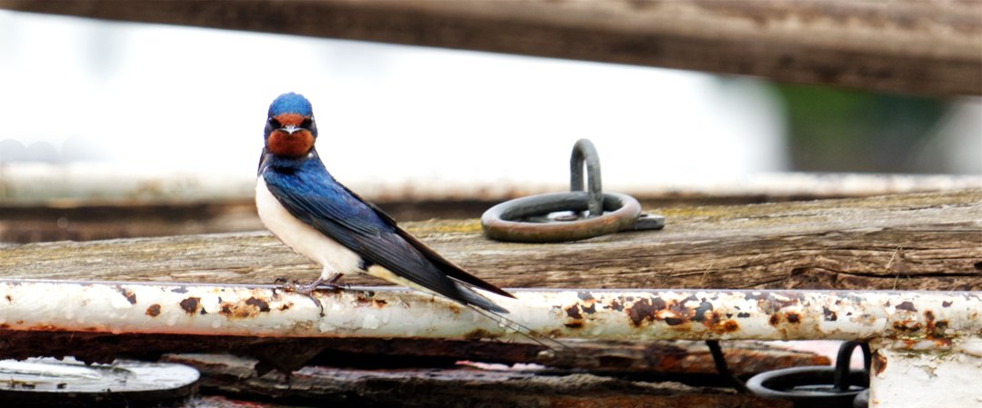 Swallow - Paul Jones