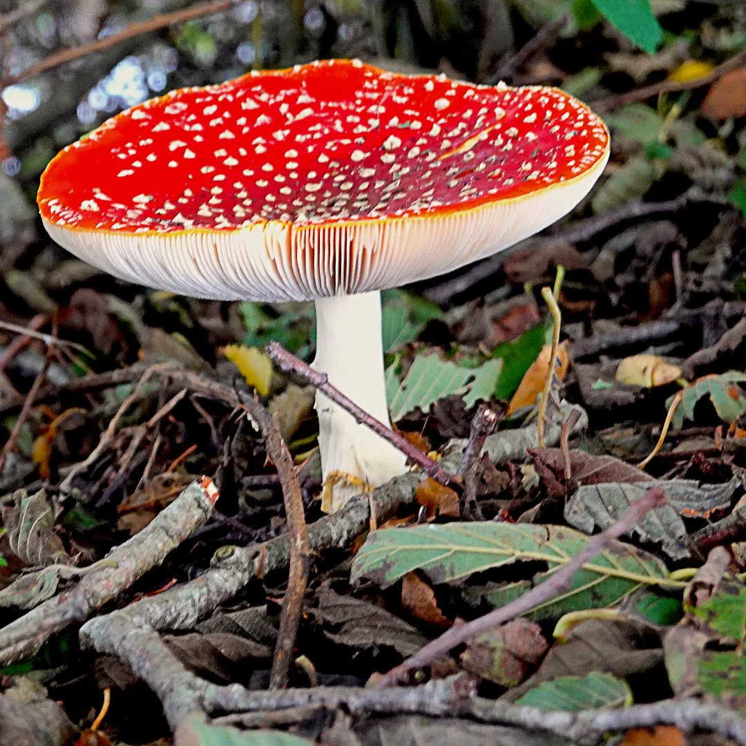 Amanita Mascara Peter Nicholls