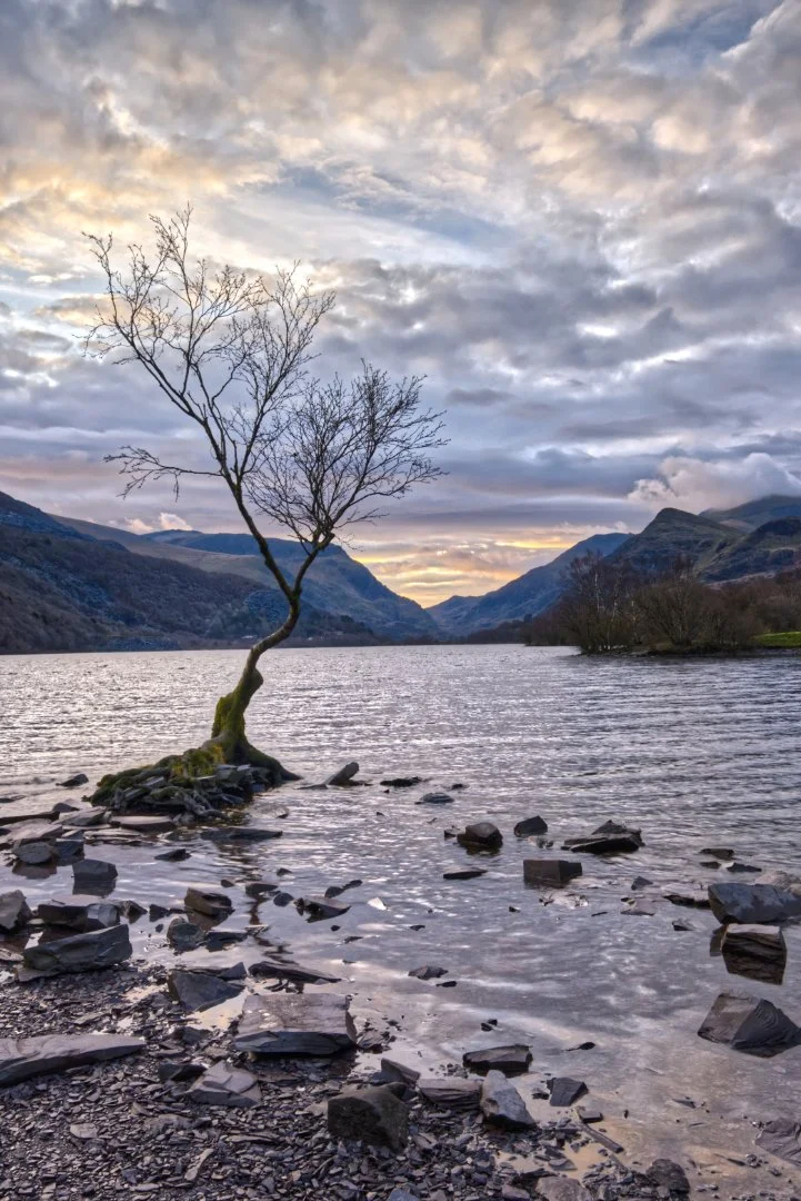 Waiting For Sunrise At The Lone Tree Gillian Denny