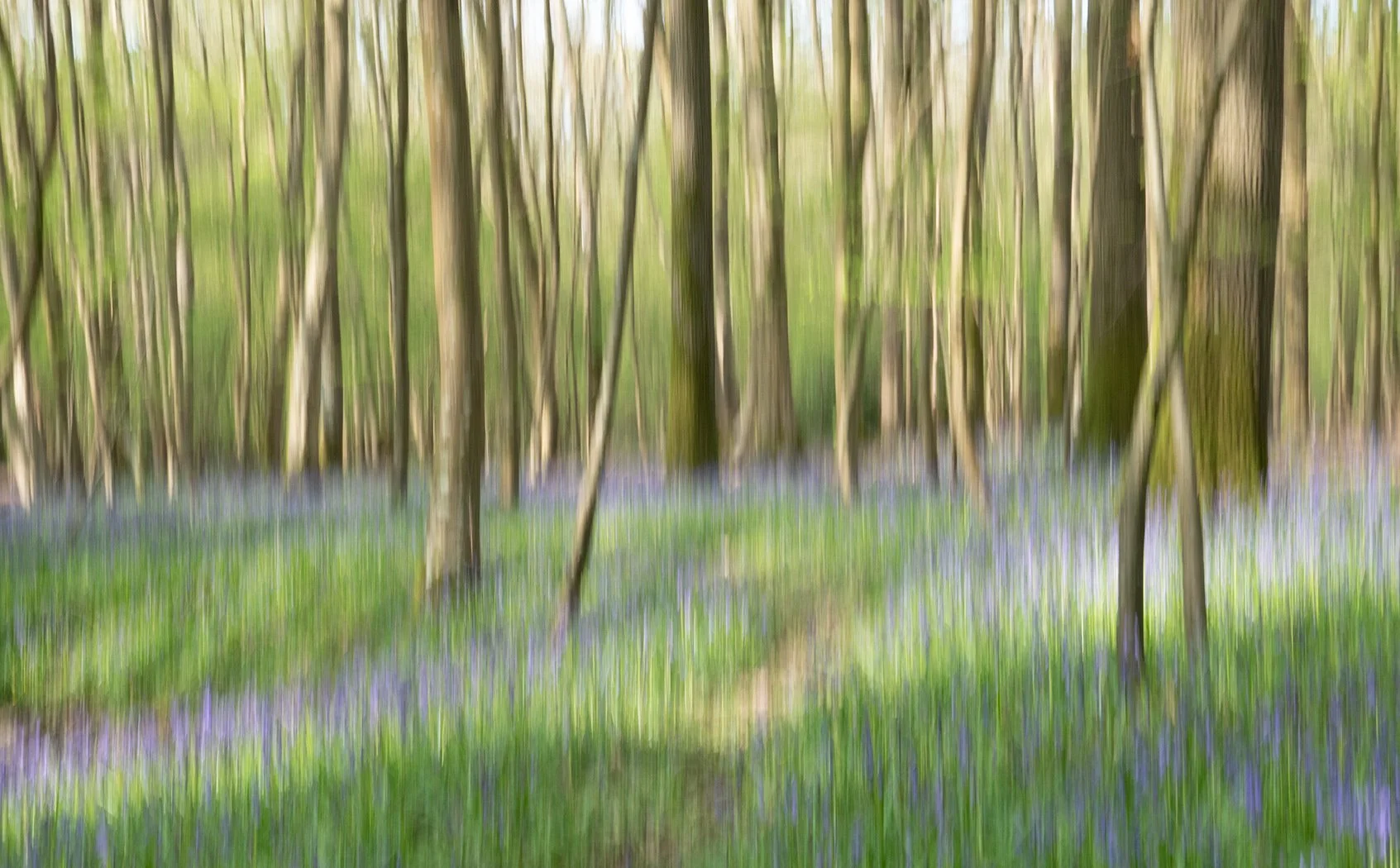 Spring in the bluebell wood