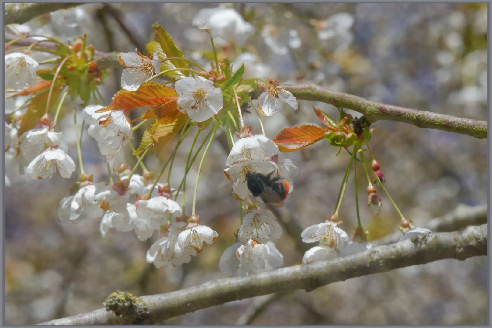 Bee on Blossom.jpg