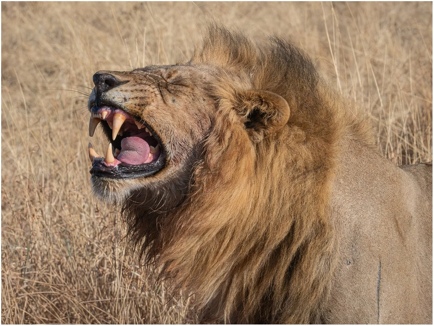 African Lion Sandy Cowley LSINWP