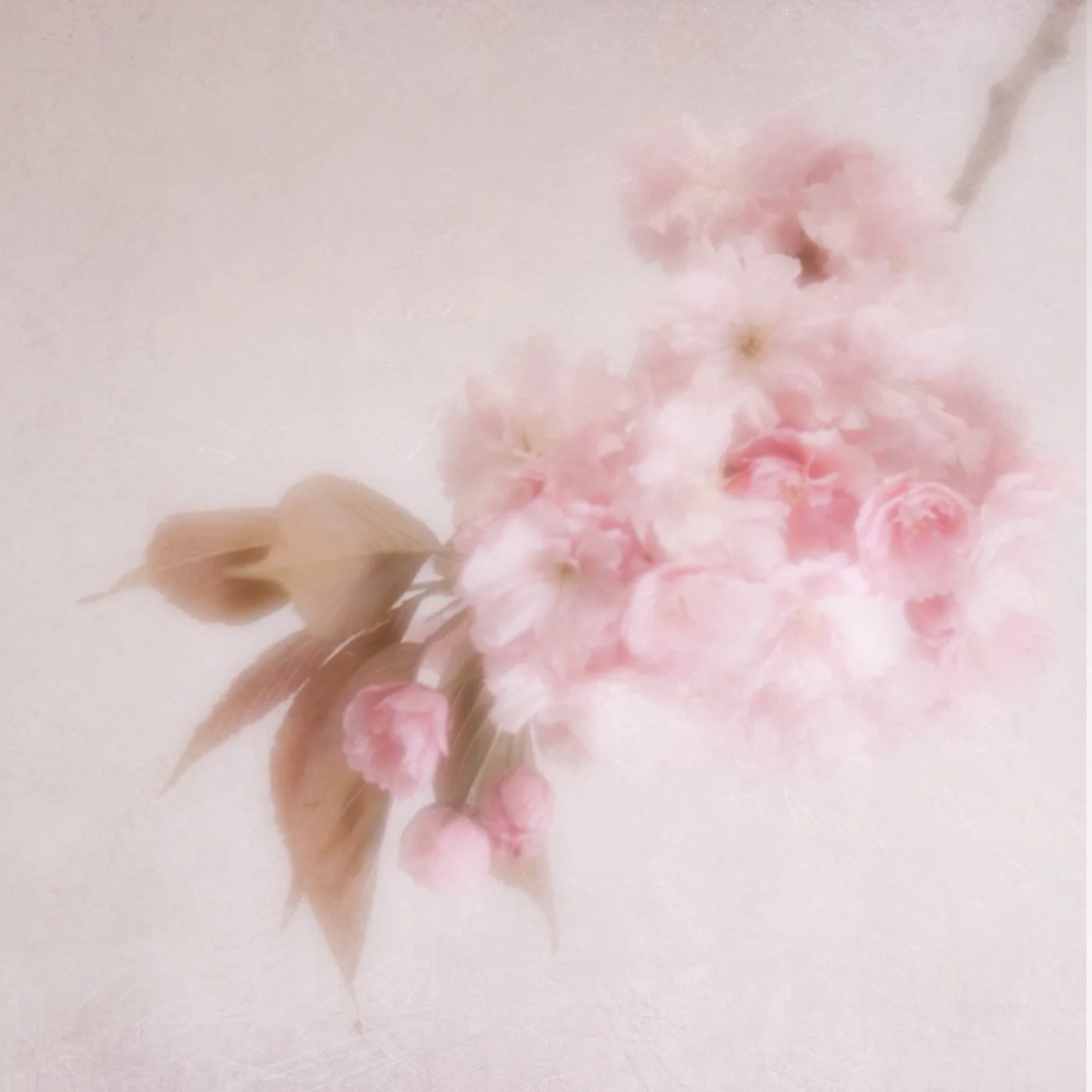 Cherry blossom - Sue Evans