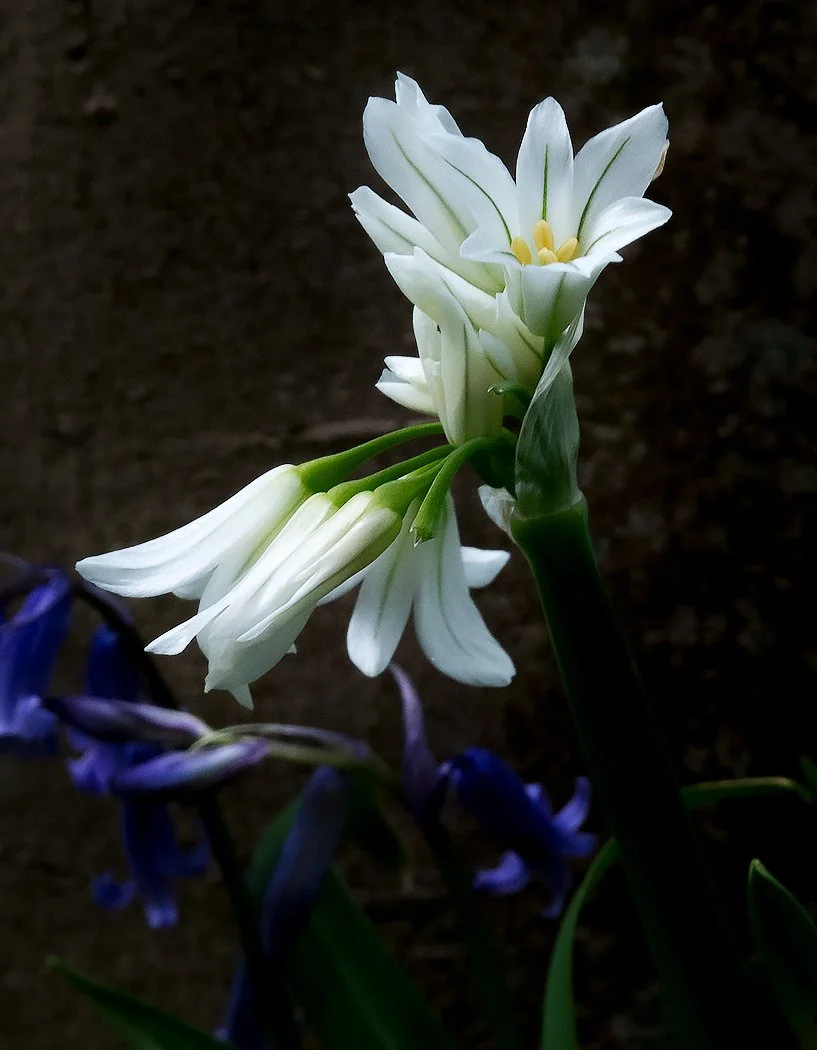 Three cornered Garlic - Richard Courridge