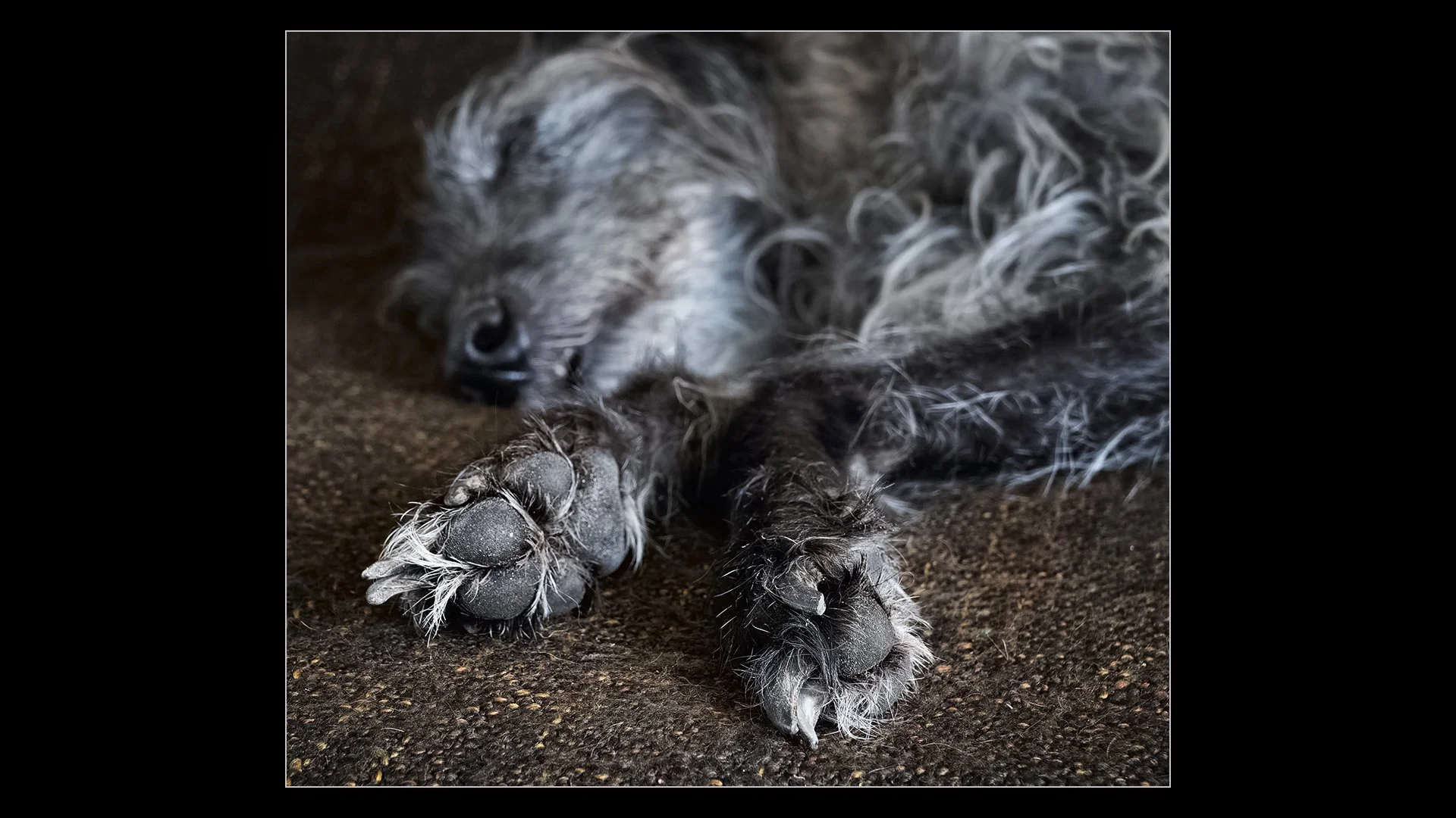 Let Sleeping Dogs Lie - Paul Colella