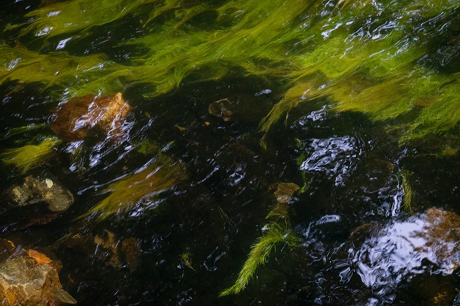 The Rushing Stream - Richard Corridge