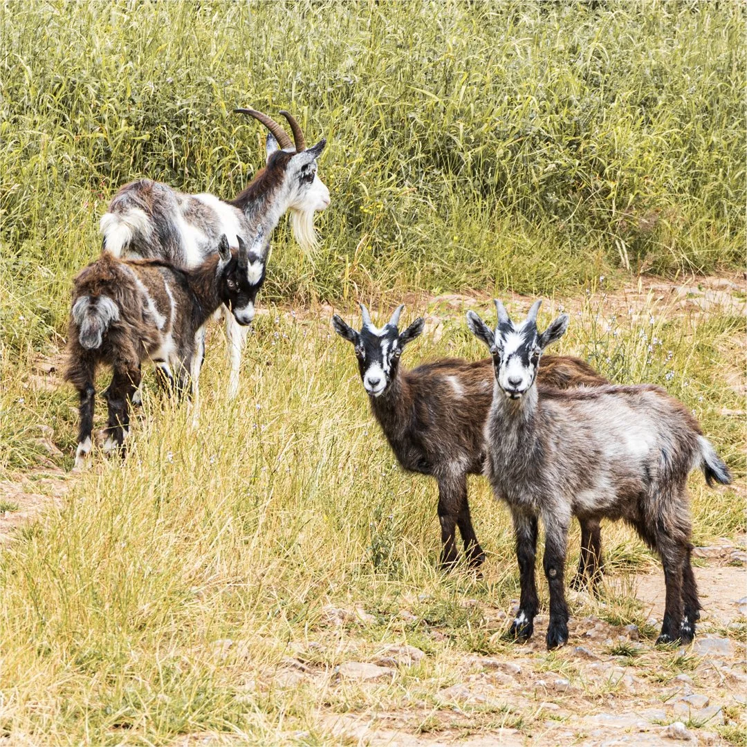 The lonely goat herd - Teresa Chaundy brain