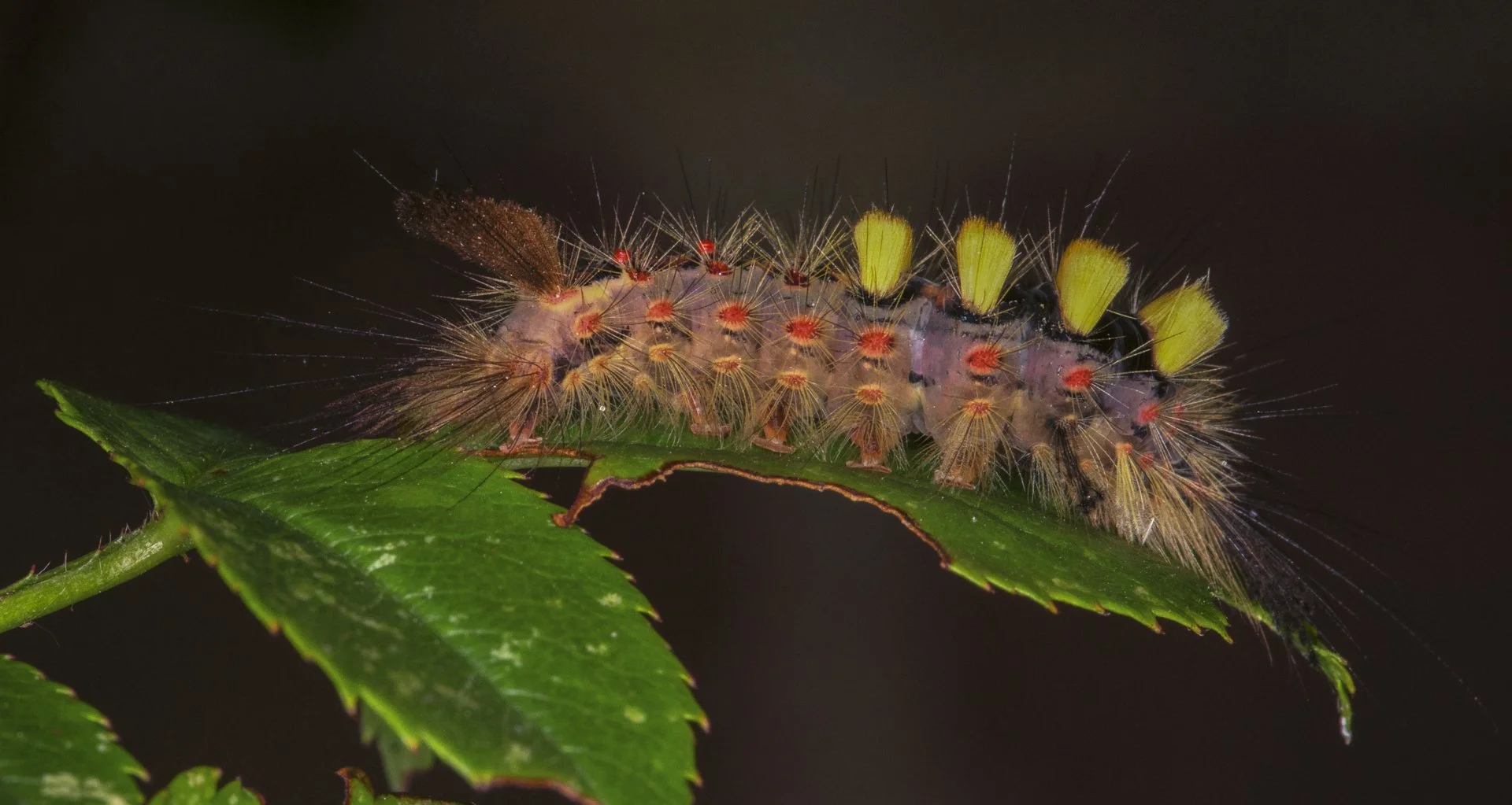 Vapourer Moth Caterpillar Louise Dolan