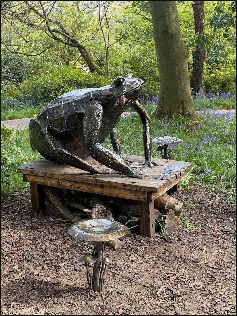 Frog Eating Fly Hazel Farrow LRPS