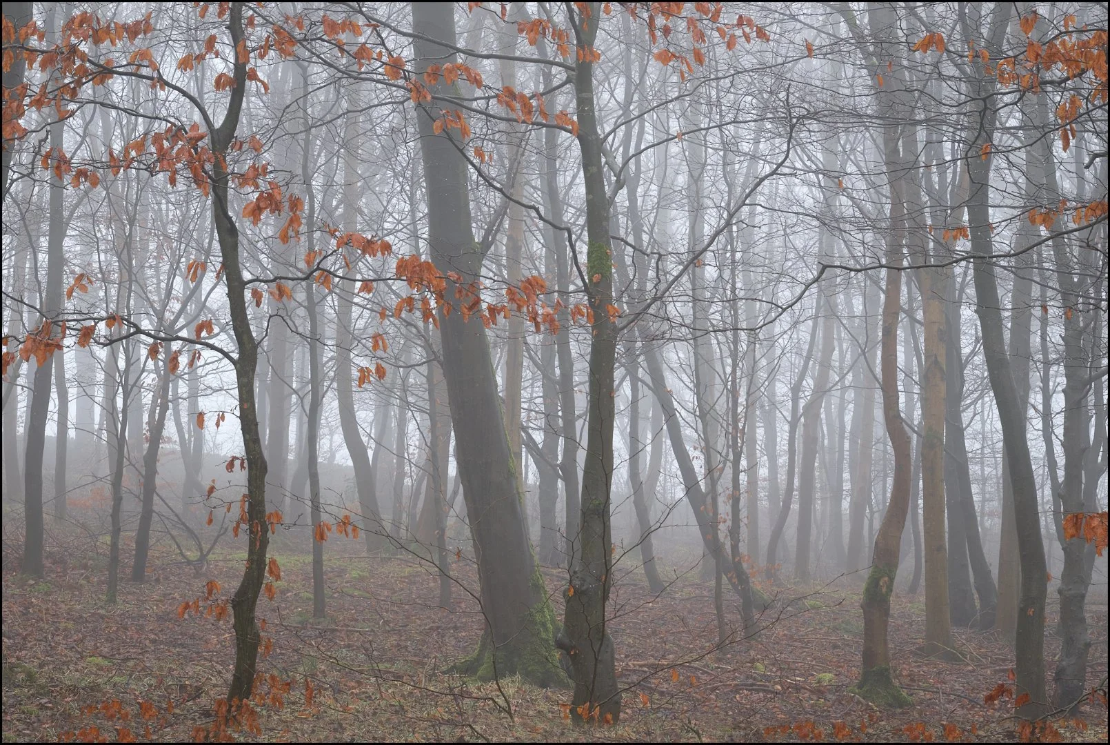 Enchanting in the Mist - Sue Evans