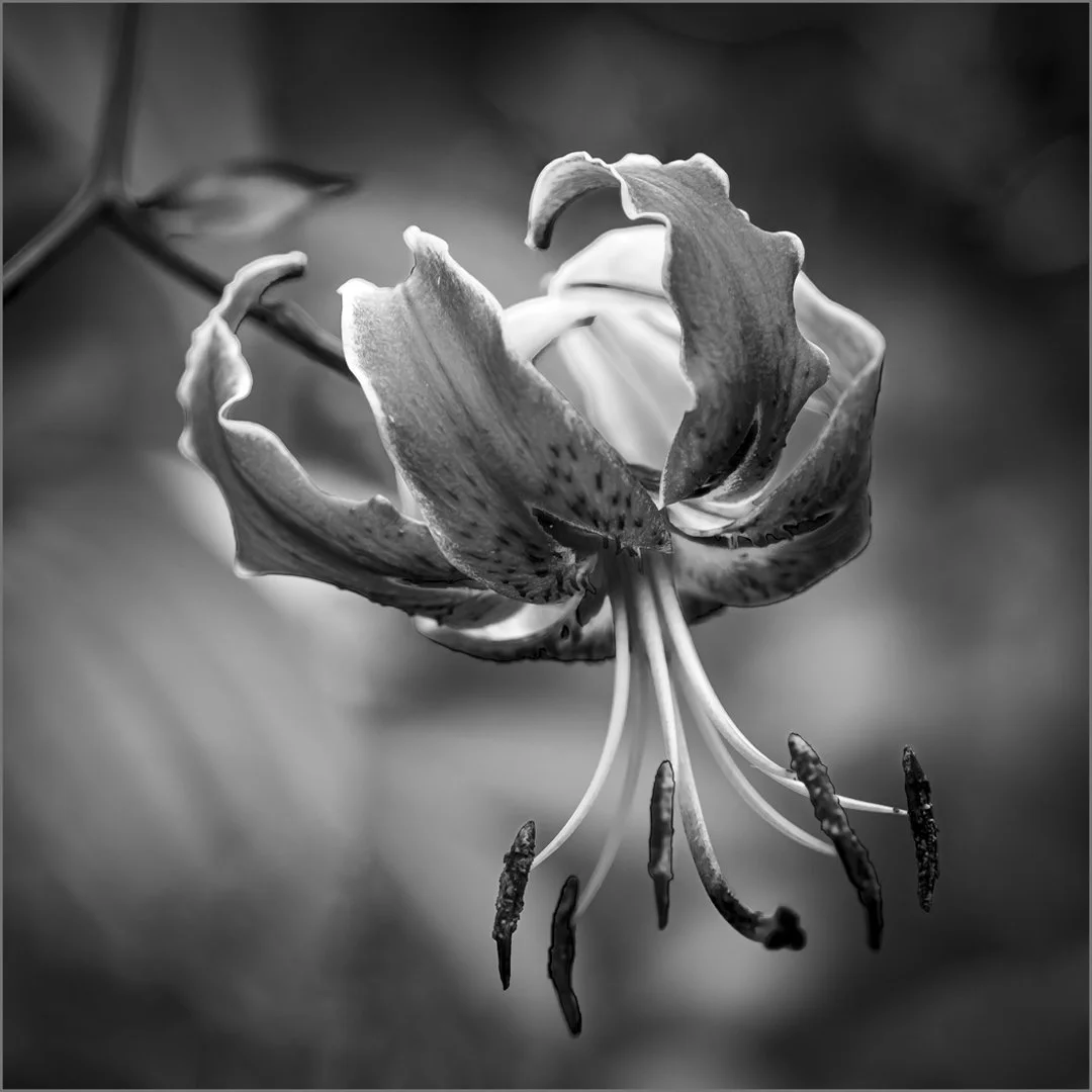 Lillium Black Beauty - RUNNER UP - Teresa Chaundy-Brain