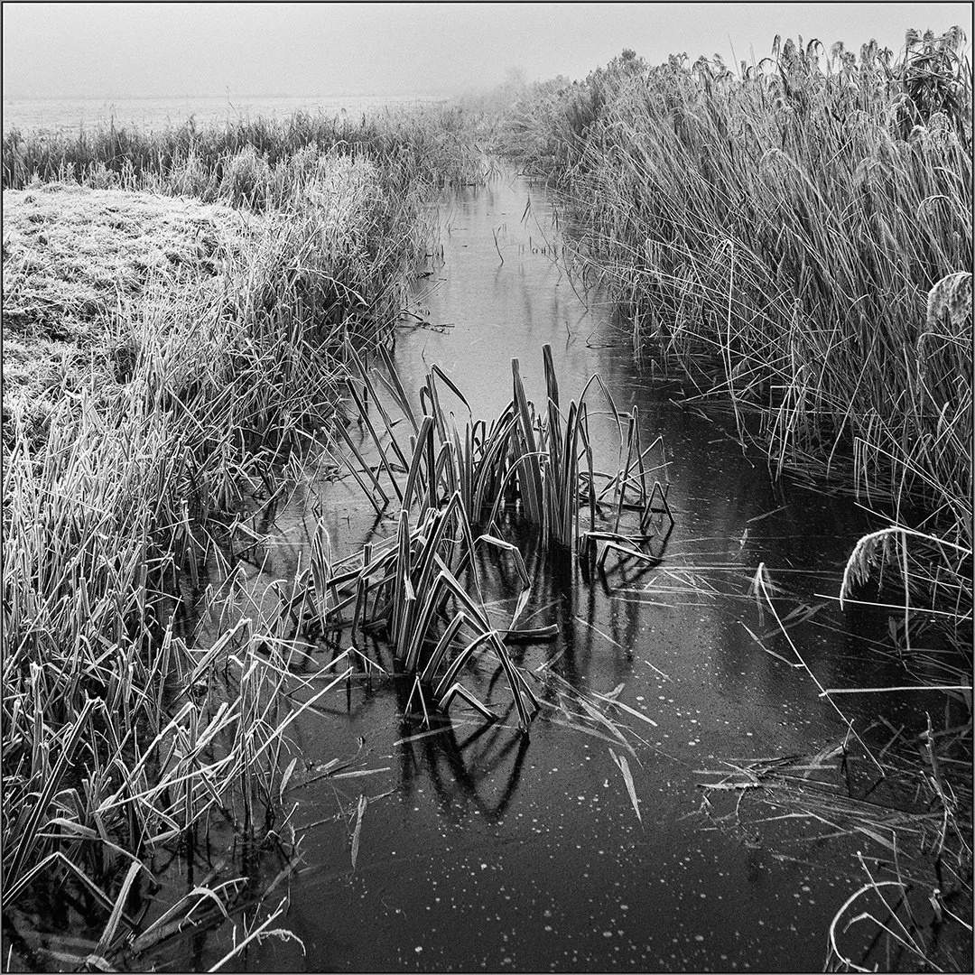 Jack frost has been - Hazel Farrow