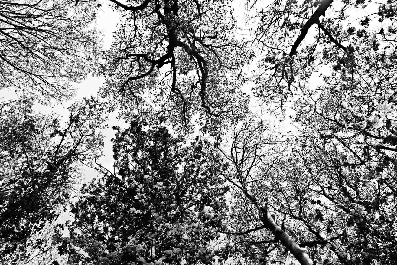 Canopy View. Peter Nicholls