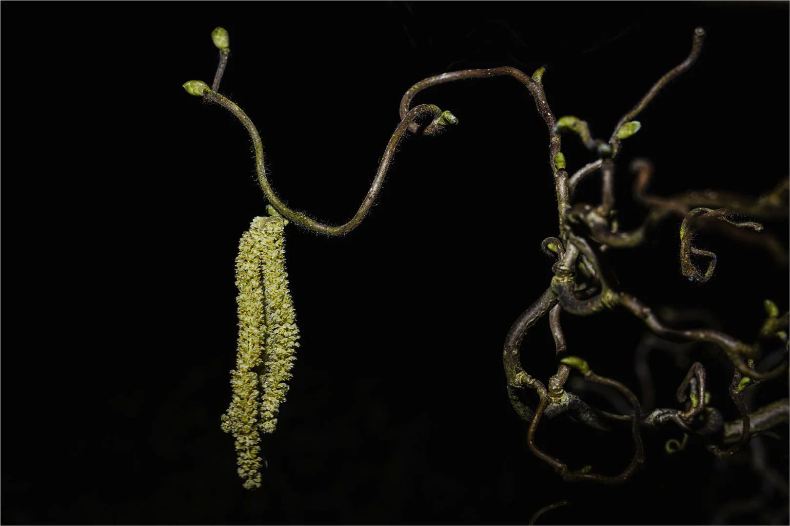 Catkin in the dark - Rick Hathaway
