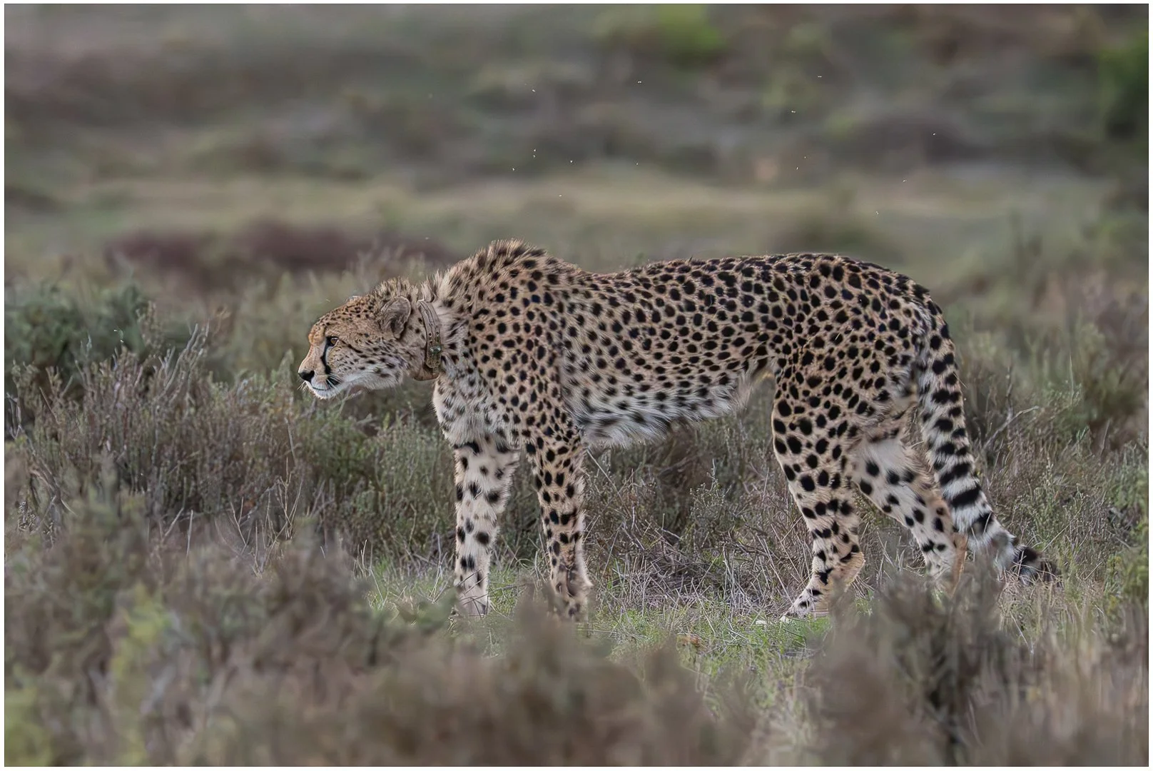 On The Prowl Sandy Cowley LSINWP