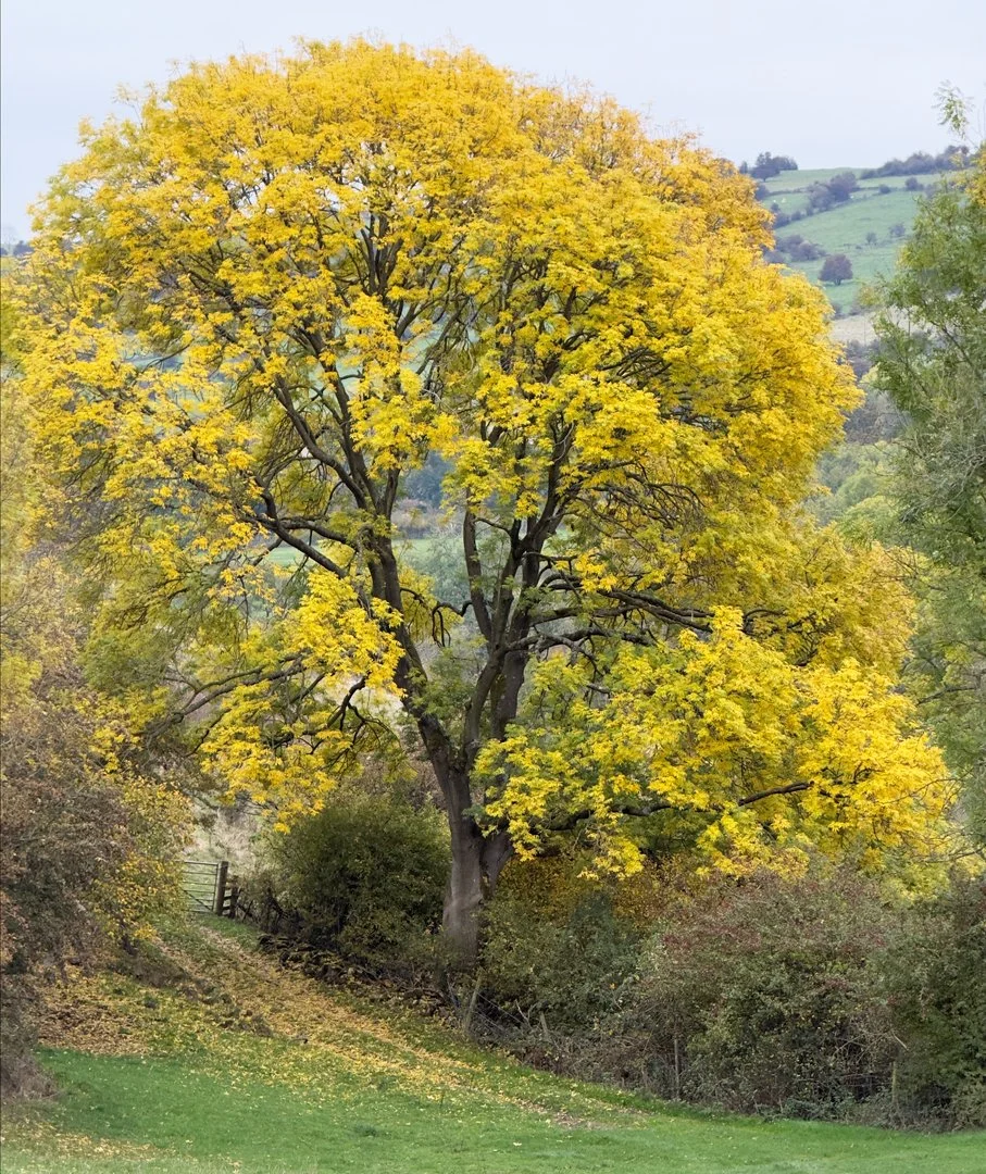 Runner Up Autumn Colours Image 1 Hazel Farrow LRPS